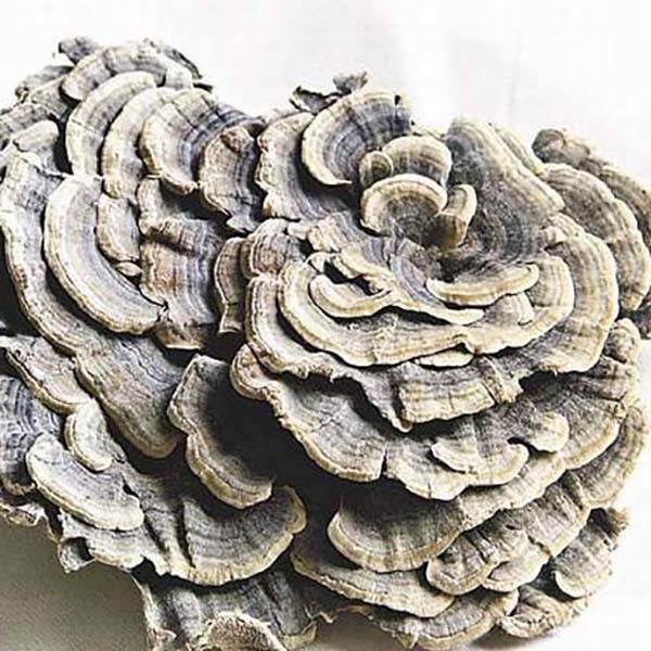 Coriolus Versicolor Ekstraktı% 10~50% Polysacchrides PSK PSP Türkiye kuyruğu Mantar Ekstraktı