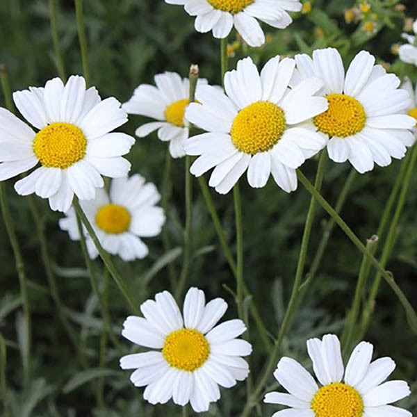 Doğal Pesticide Tarımdaki Haşere Kontrolü İçin Pyrethrum Ekstraktı Açık sarı şeffaf yağlı sıvı