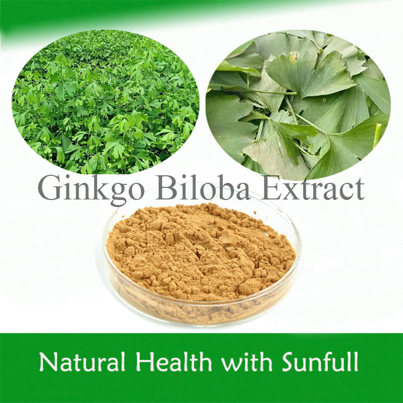 Ginkgo Biloba PE 24% Toplam Flavonlar 6% Terpen Laktonlar 5ppm Kalp Sağlığı İçin