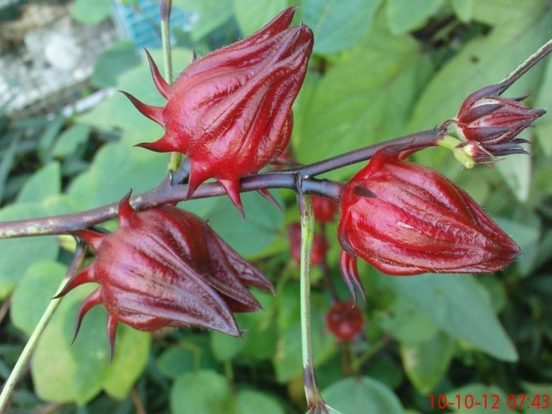 Üstün Ürünler İçin Kırmızı Hibiskus Çiçeği Özü Bitkisel Ekstresi