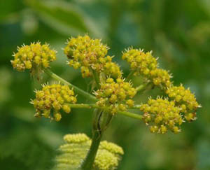 Kılıç benzeri Atractylodes Rhizome Extract 10: 1