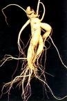 Ginseng Ekstrakt Ürün Özellikleri 10~30% UV tarafından ginsenosidler 15% 20% HPLC tarafından ginsenosidler 80% UV tarafından ginsenosidler ((Stem & Leaves) Ginseng Düz toz Ginseng Ekstraktlarının farklı özellikleri kullanılabilir