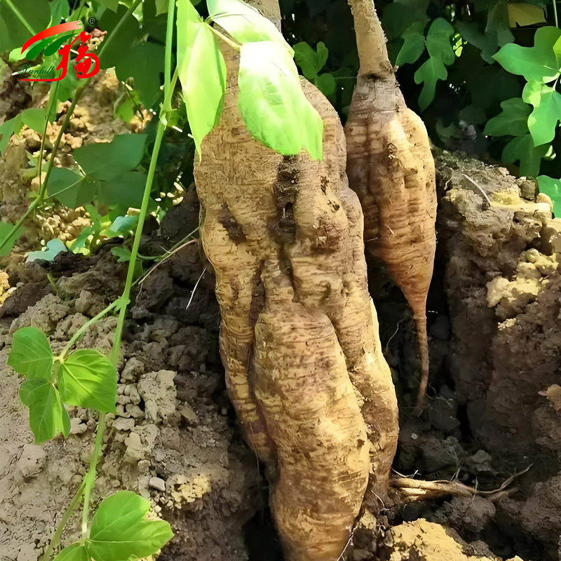 Çin Fabrikası Doğal Kudzu Kök Ekstraktı Puerarin % 25 % 60 % 98