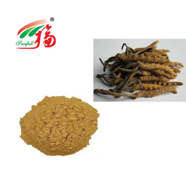 Cordyceps Mantar Tozu 80 Bağışıklık Desteği için Ağ 25kg Davul