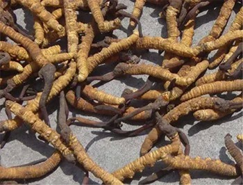 Cordyceps Sinensis Ekstresi Tozu %10 Polisakkaritler, Gıda Sınıfı Uygulamalar İçin İnce Kahverengi Sarı Toz Halinde Balgam Söktürücü Olarak