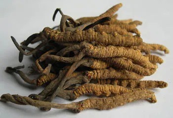 Astım Karşıtı Fonksiyonel Gıda İçin %10 Polisakkarit İçeren Cordyceps Sinensis Ekstresi Tozu, İnce Kahverengi Sarı Toz