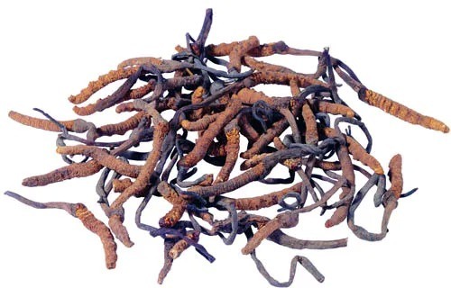 Sağlık Ürünleri için İnce Kahverengi Sarı Toz Gıda Sınıfı Cordyceps Sinensis Ekstresi