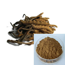 Fine Brown Yellow Powder Cordyceps Sinensis Extract Food Grade for Health Care Products