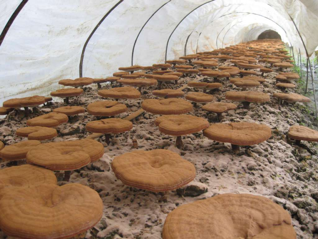 Reishi Mantarı Ekstresi %50 Polisakkaritler, Fonksiyonel Gıda ve Sağlık Ürünleri için Meyve Gövdesinden