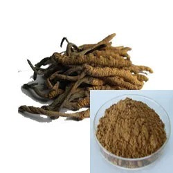 Cordyceps Sinensis Extract Powder for Anti-Aging Health Food in Fine Brown Yellow Powder
