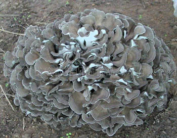 İmmuniyeti arttırmak için tablet ve kapsül uygulaması için % 50 polisakarit içeren ince kahverengi sarı Maitake Mantarı Ekstrakt Tozu