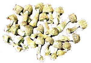 Agaricus Blazei Ekstraktı Tozu, % 10 Polisaharitle Fonksiyonel Gıdalar İçin, Bağışıklık Gücünü Artırmak İçin Tablet ve Kapsul Uygulamalarında