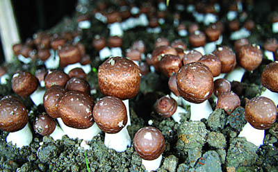 Agaricus Blazei Ekstraktı Tozu, % 10 Polisaharitle Fonksiyonel Gıdalar İçin, Bağışıklık Gücünü Artırmak İçin Tablet ve Kapsul Uygulamalarında