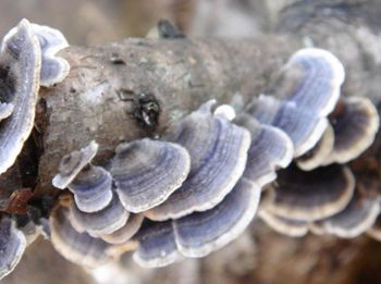 Coriolus Versicolor Extract, Kan Şekerini Düzenlemek ve Mantarı Azaltmak İçin Fonksiyonel Gıdalar İçin % 40 Polisaharit