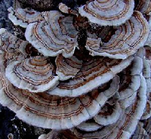 Coriolus Versicolor Extract, Kan Şeker Düzenlemesi ve Mantar Azaltımı ile İşlevsel Gıdalar için % 20 Polisakaritler