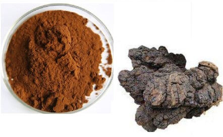 Chaga Extract 10% Polysaccharides Fonksiyonel Gıda ve Sağlık Bakım Ürünleri için İnce Kahverengi Sarı Toz