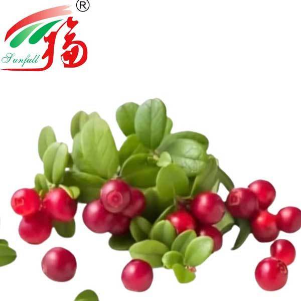 Bearberry Extract Kozmetik katkı maddeleri Bitki Ekstraktı 98% Ursolic Asit Ursi Ekstraktı Bearberry Yaprak Ekstraktı Cilt Bakımı Fabrikası Tedarikleri 25~98% Arbutin Tozu