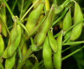 Soya İzoflavon Ekstrakt Tozu – Nutrasötik ve Fonksiyonel Gıda Uygulamaları için Soya Fasulyesinden Elde Edilen Doğal Fitoöstrojen