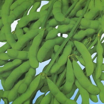 Soya İzoflavon Ekstrakt Tozu – Nutrasötik ve Fonksiyonel Gıda Uygulamaları için Soya Fasulyesinden Elde Edilen Doğal Fitoöstrojen