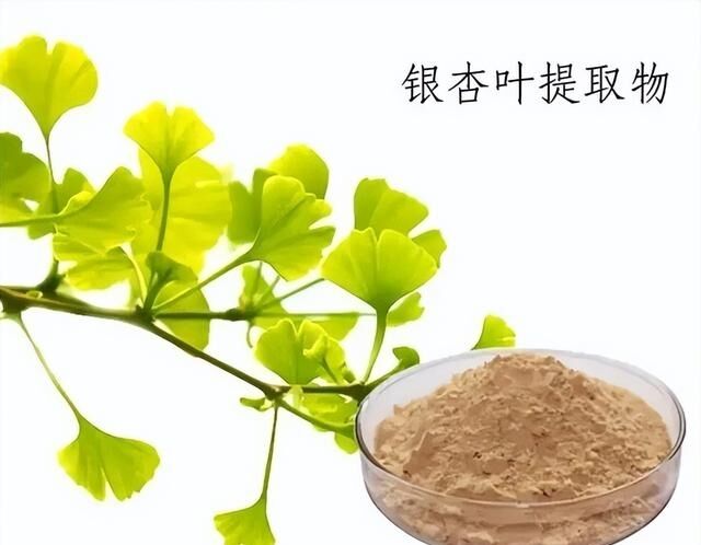 Ginkgo Biloba Yaprak Ekstraktı Tozu Ginkgo Biloba Yaprak Ekstraktı