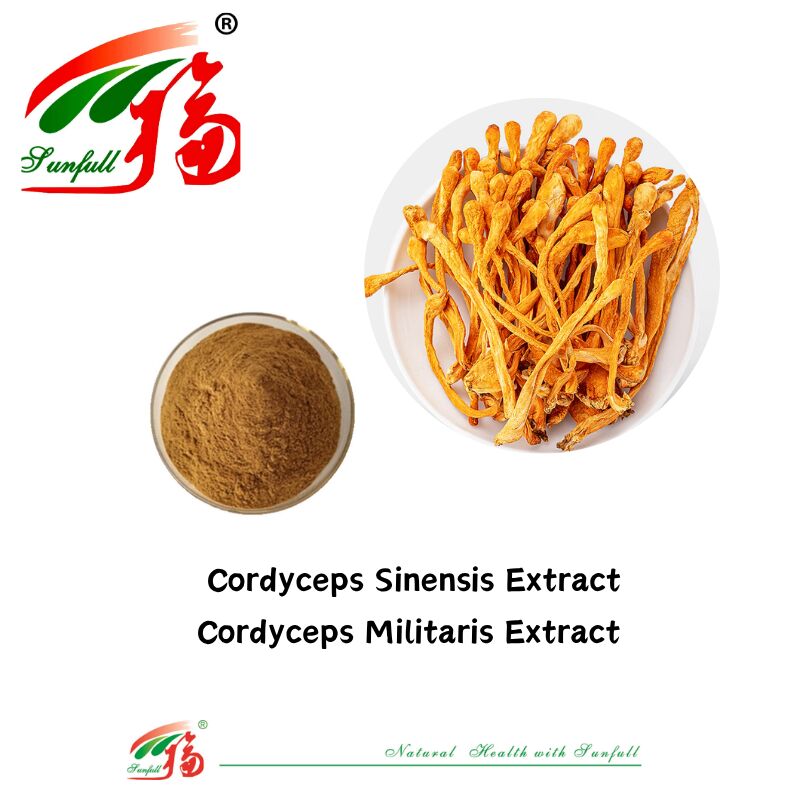 Hunan Sunfull Gıda Takviyeleri Agaricus Subrufescens/Hericium Erinaceus/Antrodia/Cordyceps Sinensis/Coriolus Versicolor/Manjura Ekstraksi Tozu