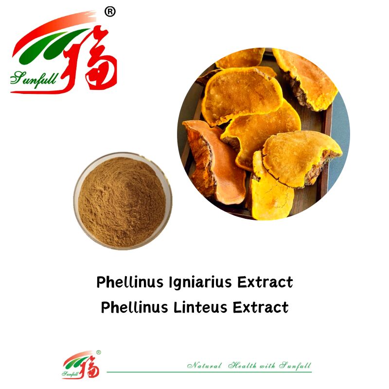 Doğal Organik Bileşen Diyet Takviyeleri Polisaharid 10-30% Phellinus Igniarius /Ganoderma Lucidum/Chaga/Maitake / Shiitake Mantar Ekstraksi Tozu