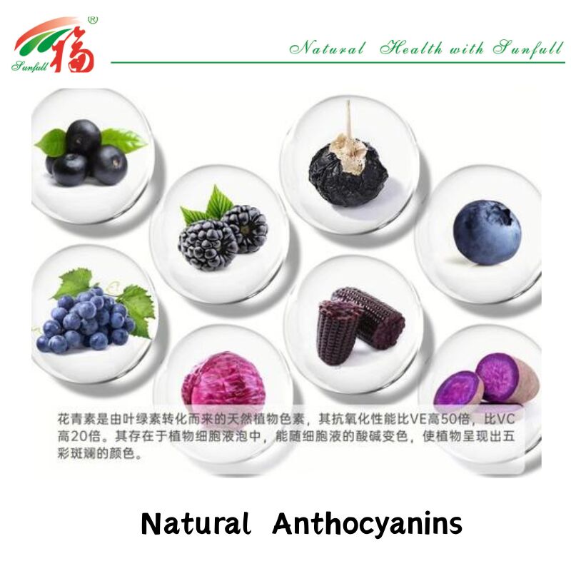 Hunan Sunfull Fabrika Tedarik Yüksek Kaliteli Doğal Antioksidanlar Antosiyaninler 1%-25% Yaban Mersini/Mürver/Acai Berry/Frenk Üzümü/Yabanmersini Özü