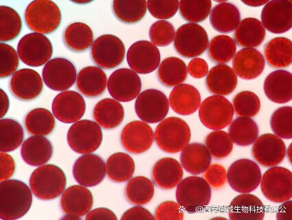 Sunfull Gıda Derecesi Antioksidan Sağlık Tedarikleri Yüksek Kalite 1% -10% Doğal Haematococcus Pluvialis Ekstraksiyonu/Astaxanthin Tozu