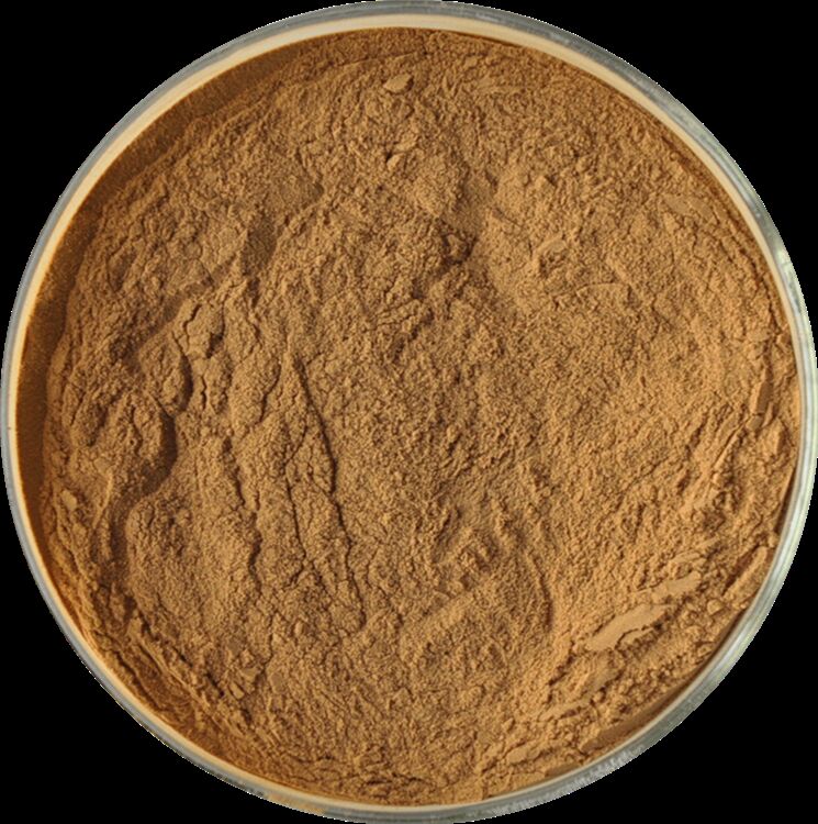 Erkek Sağlığını Geliştirin Doğal Yüksek Kaliteli Fenugreek Tohumu Ekstraktı Saponins 20% / Phenylethanoid Glycosides 40% / Echinacoside 8% Cistanche Ekstraktı