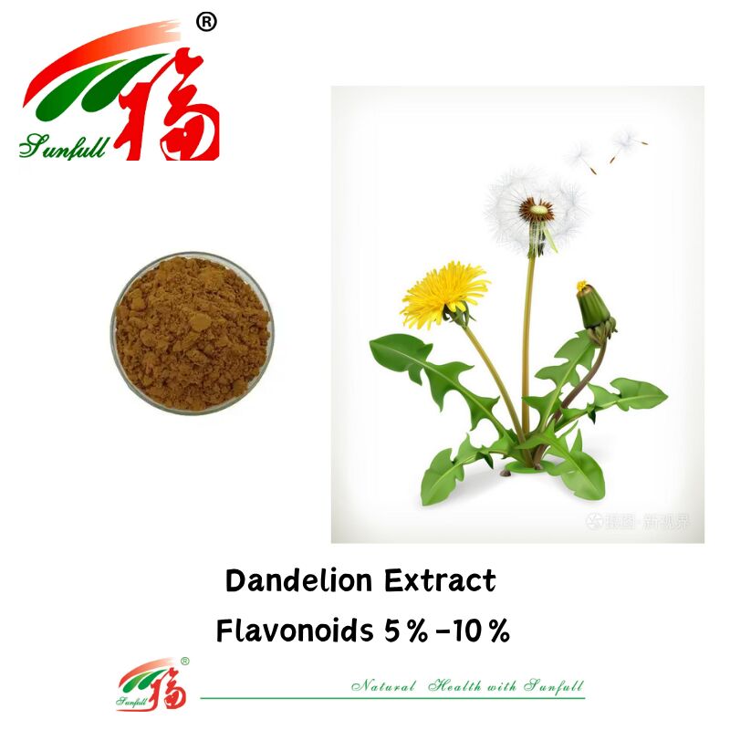 Gıda kalitesi Pırasa Bitki Pırasa Yaprakları Ekstrakt Tozu Doğal Flavonoidler 5% -10% Organik Pırasa Ekstraktı