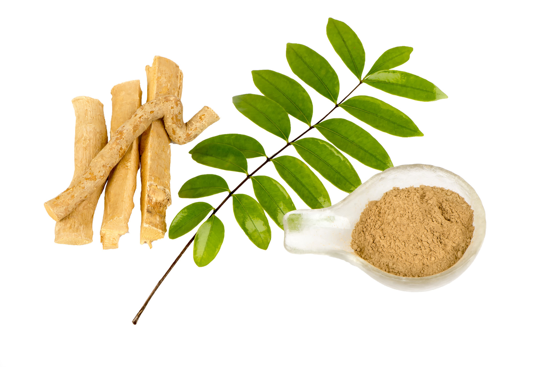 Anti Piretik Aktivite için %0.5 Eurycomanone Özü Eurycoma longifolia Kök Özü Tozu