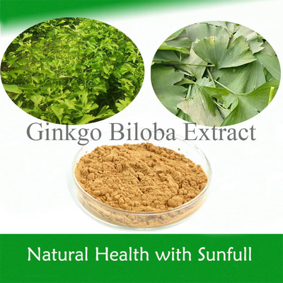 Doğal Ginkgo Biloba Ekstraktı 24% Ginkgoflavoglikozitler 6% Terpen Laktonlar
