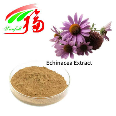 Echinacea Özü %4 Polifenoller %1 %4 Sikorik Asit Echinacoside Echinacea Purpurea Özü